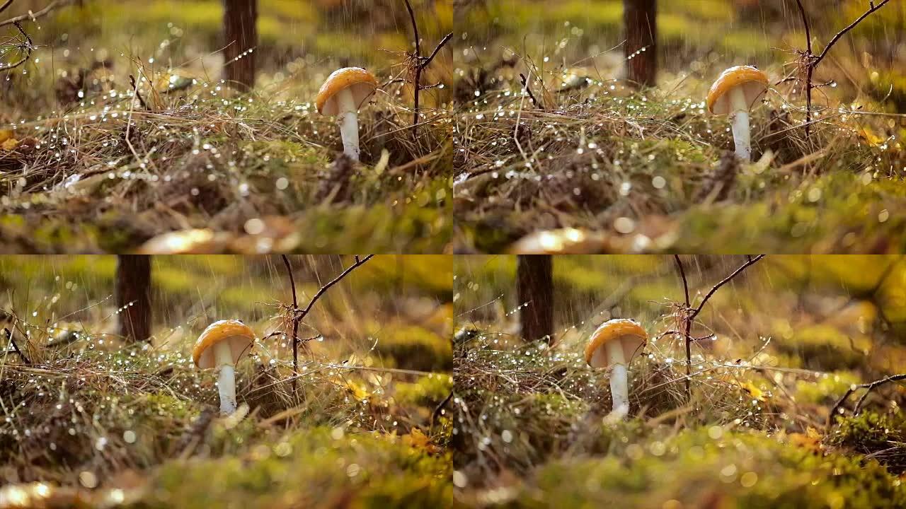 毒蝇伞，雨中在阳光充足的森林里飞木耳蘑菇。
