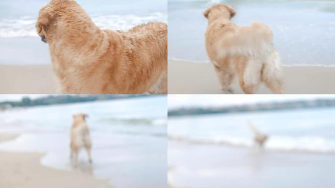 可爱的金毛猎犬在海滩上看着大海，跑进水里