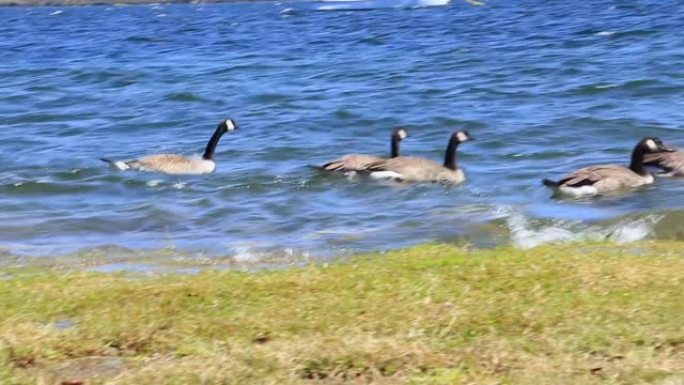 新西兰Te Anau河上的鸭子