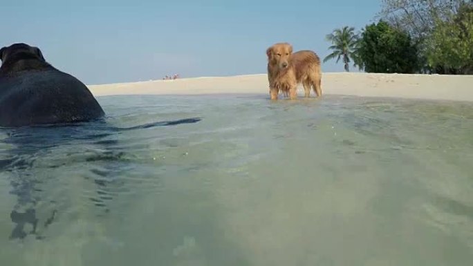 海滩上的金毛猎犬狗