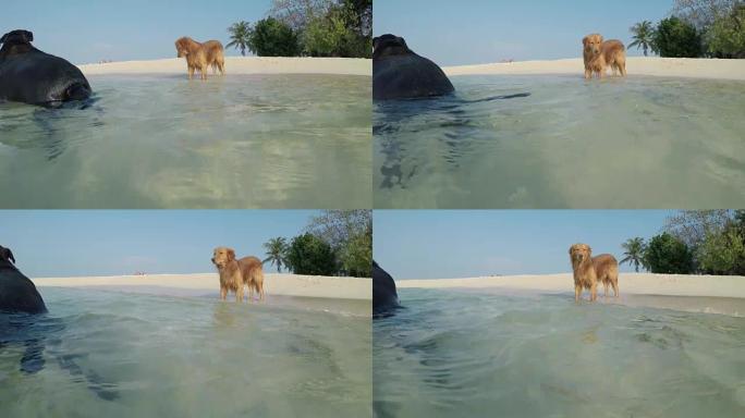 海滩上的金毛猎犬狗