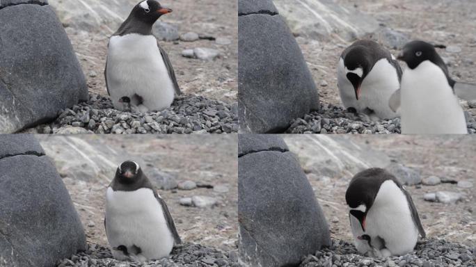 第一天的企鹅小鸡