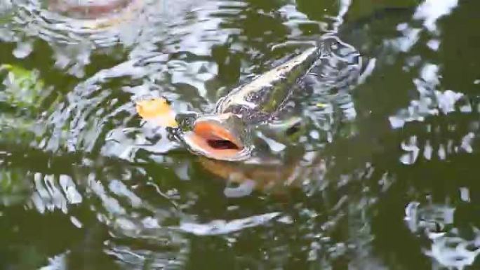 尼罗罗非鱼头伸出水面呼吸水下缺氧河流生物
