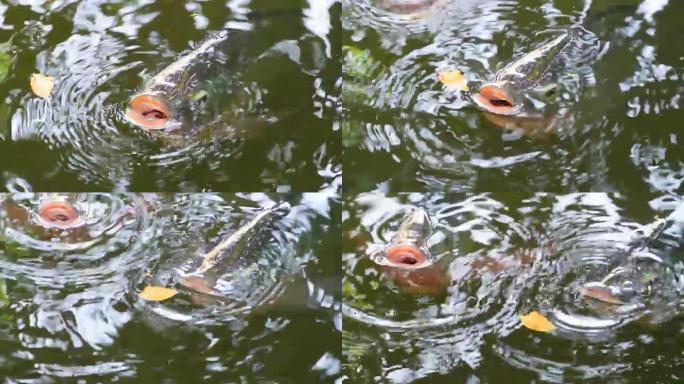 尼罗罗非鱼头伸出水面呼吸水下缺氧河流生物