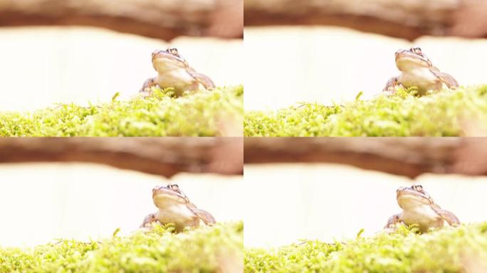 林地青蛙闲置在苔藓上的高镜头