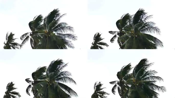 椰子树，风很大。