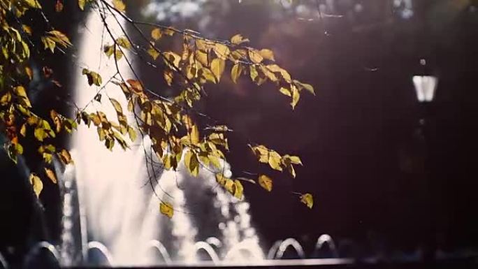秋季背景绿叶树叶树枝