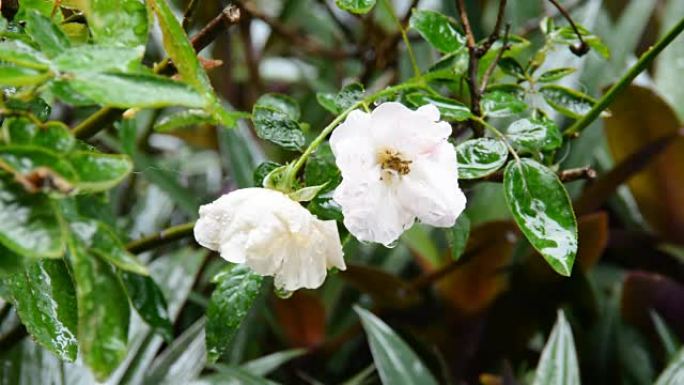 白玫瑰的特写镜头，在雨天