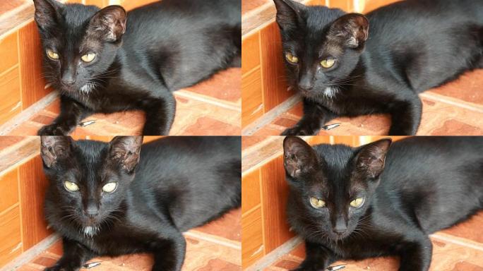 无家可归的黑色小猫