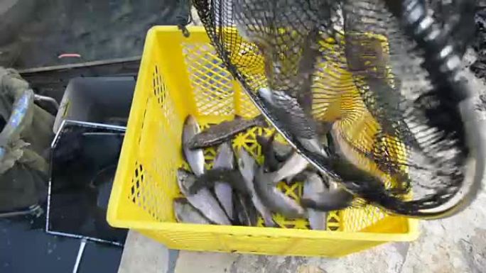 鱼净值鱼网捕鱼