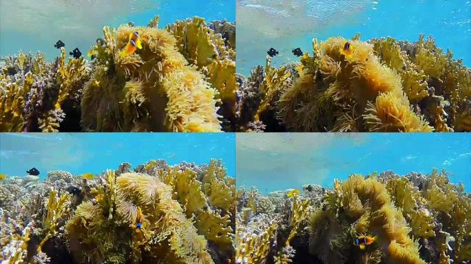 红海/埃及的海葵和小丑鱼