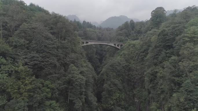 原始森林里的小桥 航拍穿越 4k-log