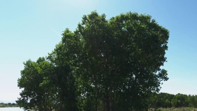 在晴朗的晴天下，棉花漂浮在科罗拉多州西部 (大章克申) 的一棵杨木树和一条河旁边的空中