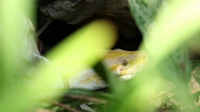 黄色宝儿蛇