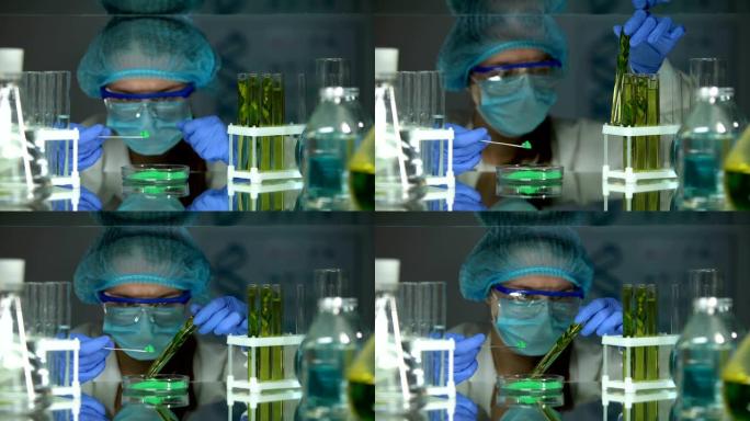 生物学家在试管中比较绿色粉末与植物提取，研究