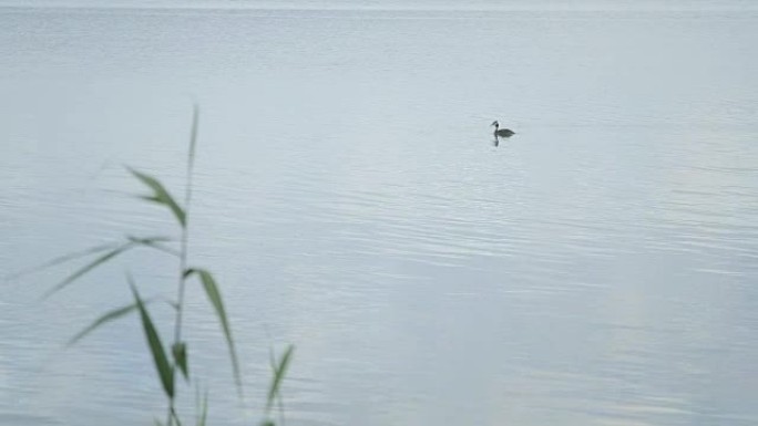 鸭子在湖里游泳