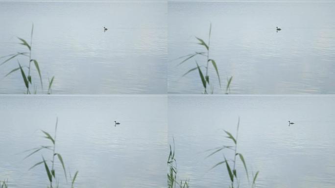 鸭子在湖里游泳