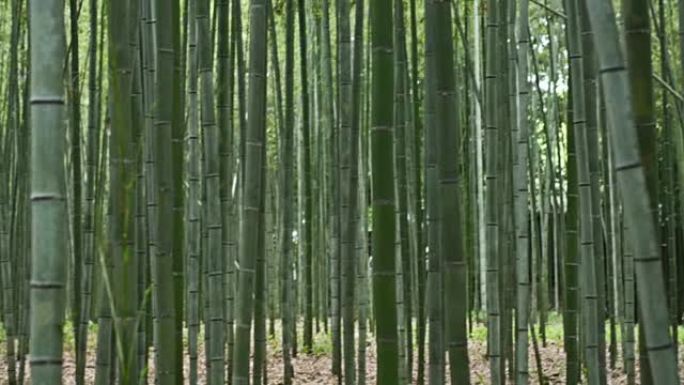 日本京都岚山竹林日本京都岚山竹林