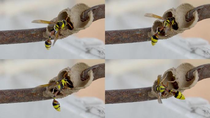 马尾蜂，wasp-mimic Hoverfly (Hymenoptera Ceriana sp)