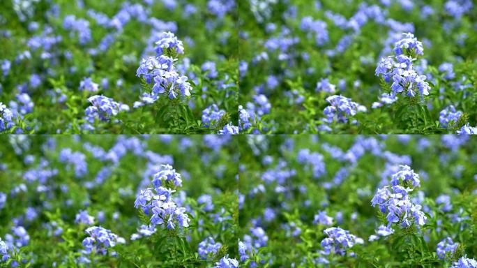 花园里有许多蓝色的绣球花