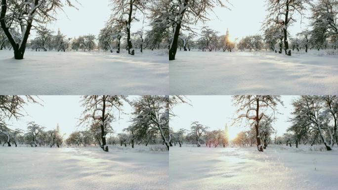 汽车在白雪覆盖的森林中经路行驶。镜头。早晨的阳光。鸟瞰图。鸟瞰白雪皑皑的森林，高松高松，冬天有车的道