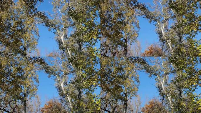 秋天的树冠抵御蓝天