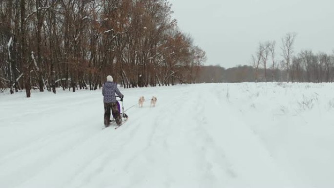 独特的无人机航拍，赫斯基背包在雪地上奔跑，后面的娱乐人员将它们拉到雪地上。瑞典的运动犬奔跑的哈士奇