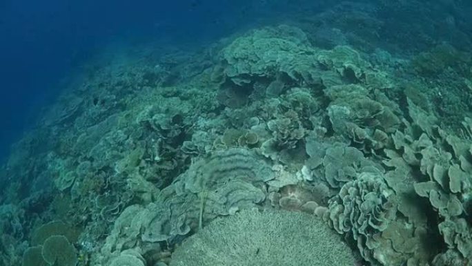 硬珊瑚群落的高角度视图