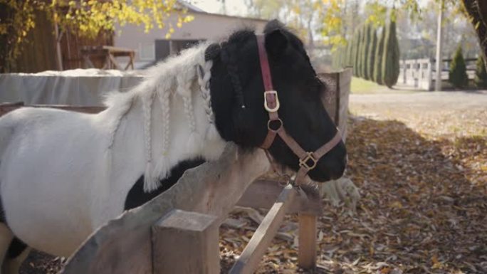 优雅的黑白马，辫子站在室外的畜栏里。美丽动物的肖像。