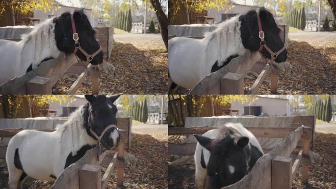 优雅的黑白马，辫子站在室外的畜栏里。美丽动物的肖像。