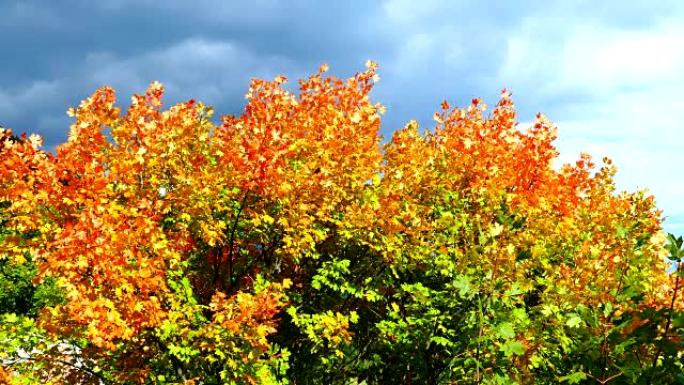 季节从夏天到秋天的变化树上的叶子