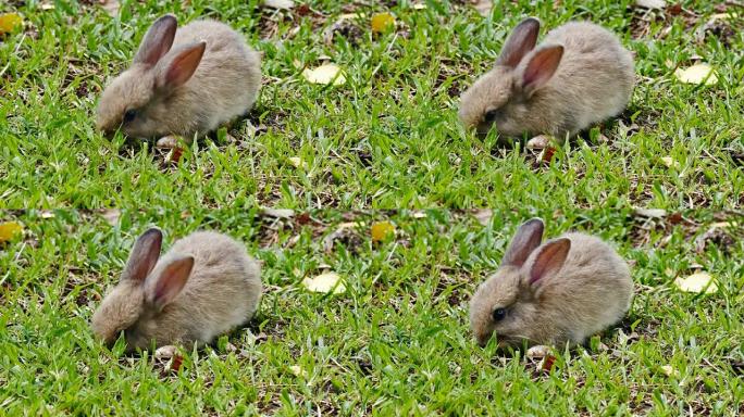 CU，兔子吃草逃跑
