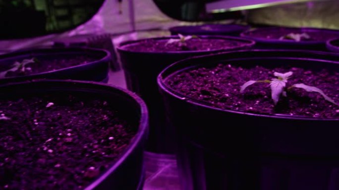 在室内种植设施 (大麻) 中，在紫光下的花盆中种植大麻 (大麻) 的特写镜头