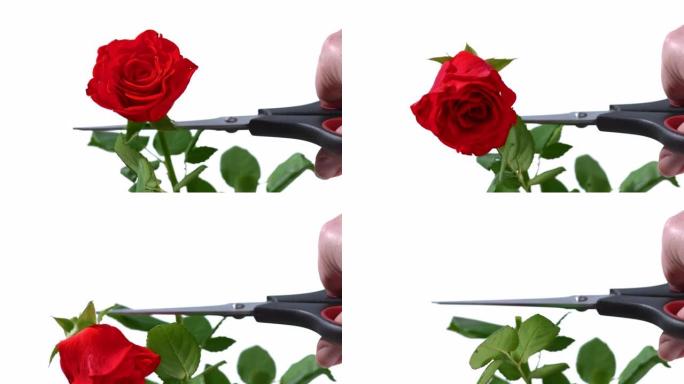 SLO MO剪刀从茎上剪下一朵红玫瑰花