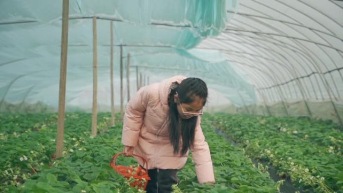 小女孩在温室里摘草莓