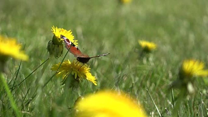 蒲公英中的蝴蝶唯美环境保护动物