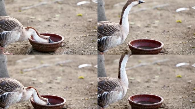 鹅鸟饮用水