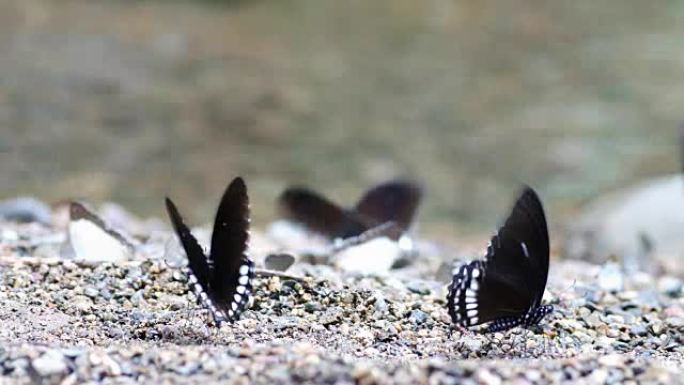 蝴蝶在网络幻灯片中五颜六色。
