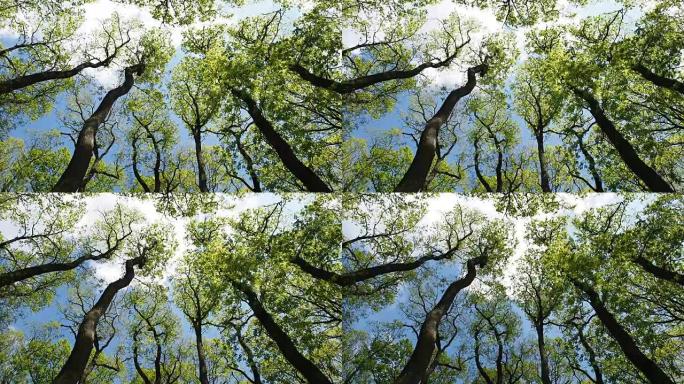 树冠在风中抚摸