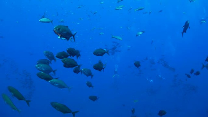 海底鱼上学海底世界水族馆海洋馆