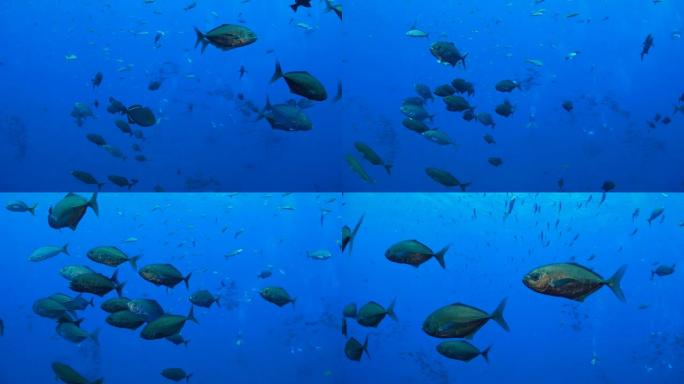 海底鱼上学海底世界水族馆海洋馆
