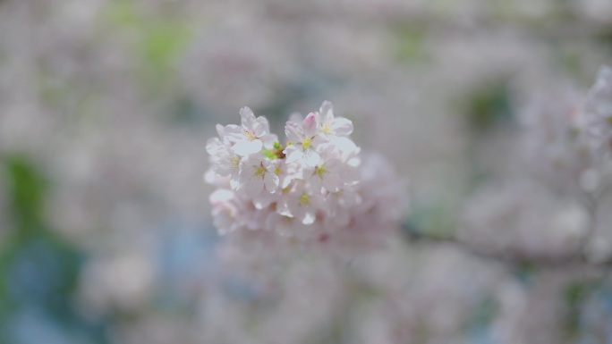 一支盛开的樱花