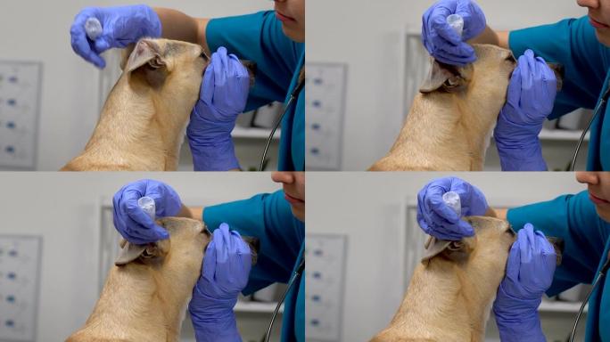 专业兽医将药液滴入狗耳朵炎症治疗