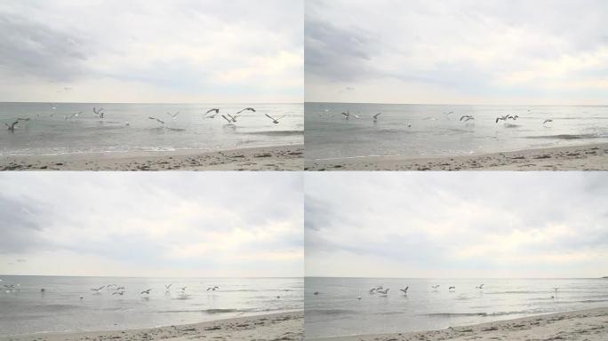 海鸥从浅滩起飞夕阳视频素材国外外国升格