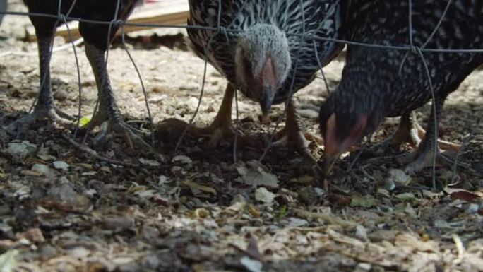 在阳光明媚的日子里，年轻的鸡通过铁丝网戳头，从户外的地面上啄食食物