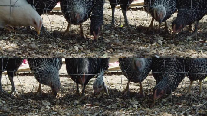在阳光明媚的日子里，年轻的鸡通过铁丝网戳头，从户外的地面上啄食食物
