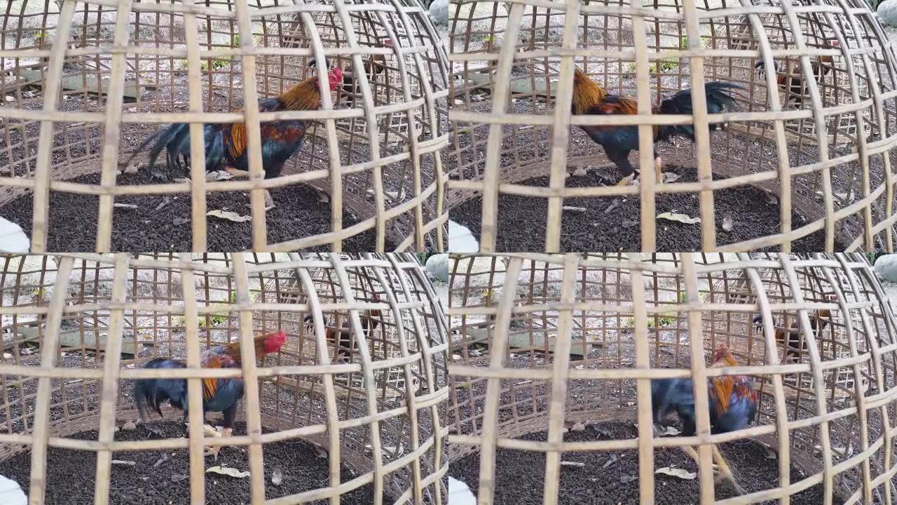 高清: 笼子里的公鸡。