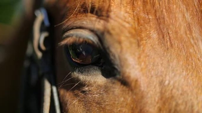 特写镜头中的马脸和眼睛。
