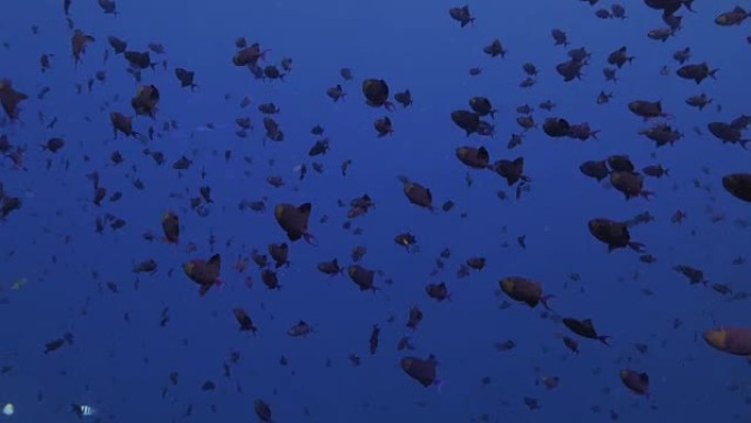 海面下的黑金鱼群鱼群海底世界幽暗
