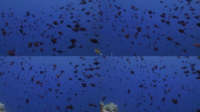 海面下的黑金鱼群鱼群海底世界幽暗